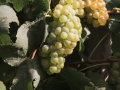 Ripe Chardonnay on the vine