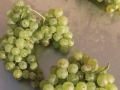 vermentino-bunches