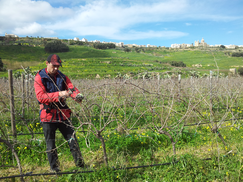 Pruning-Gozo-2013