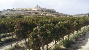 drip irrigation vineyard malta
