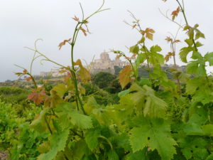Mdina Malta Vines