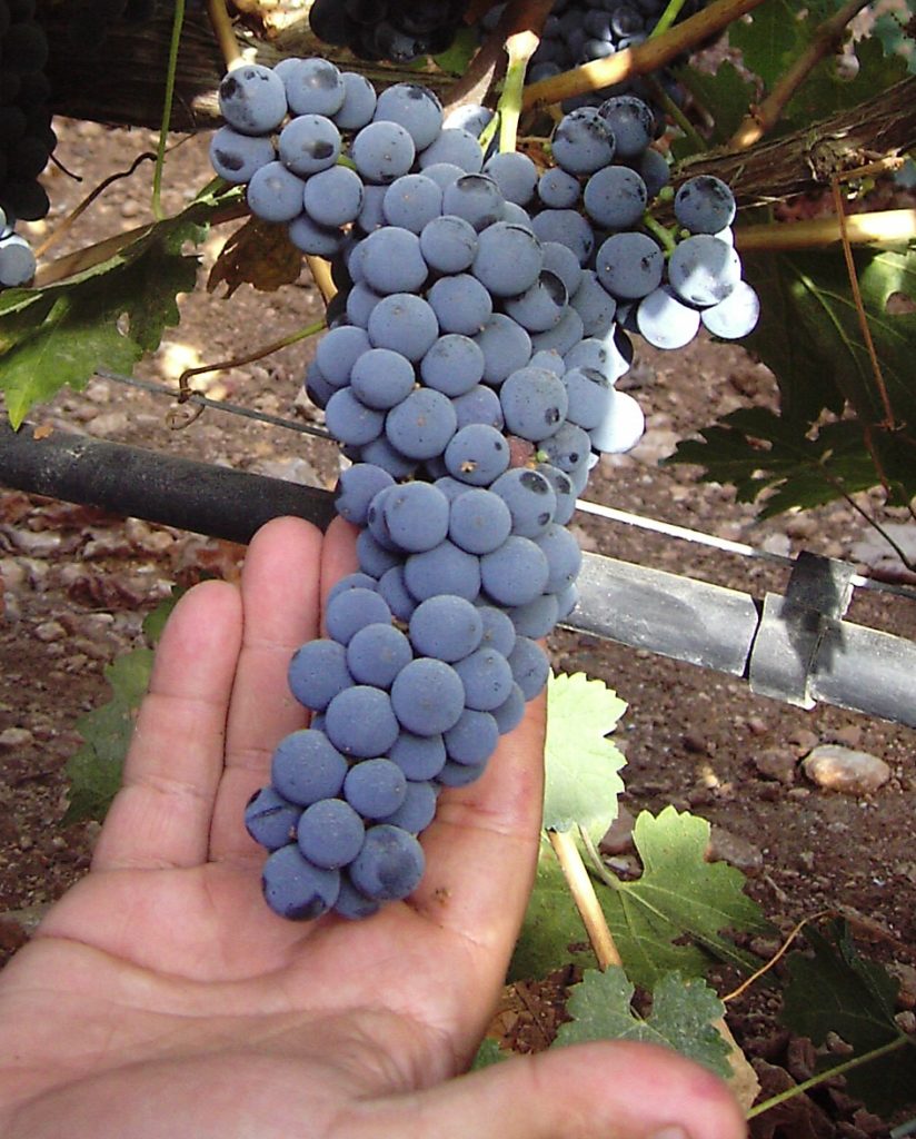 A typical bunch of Cabernet Sauvignon hanging on the vine.