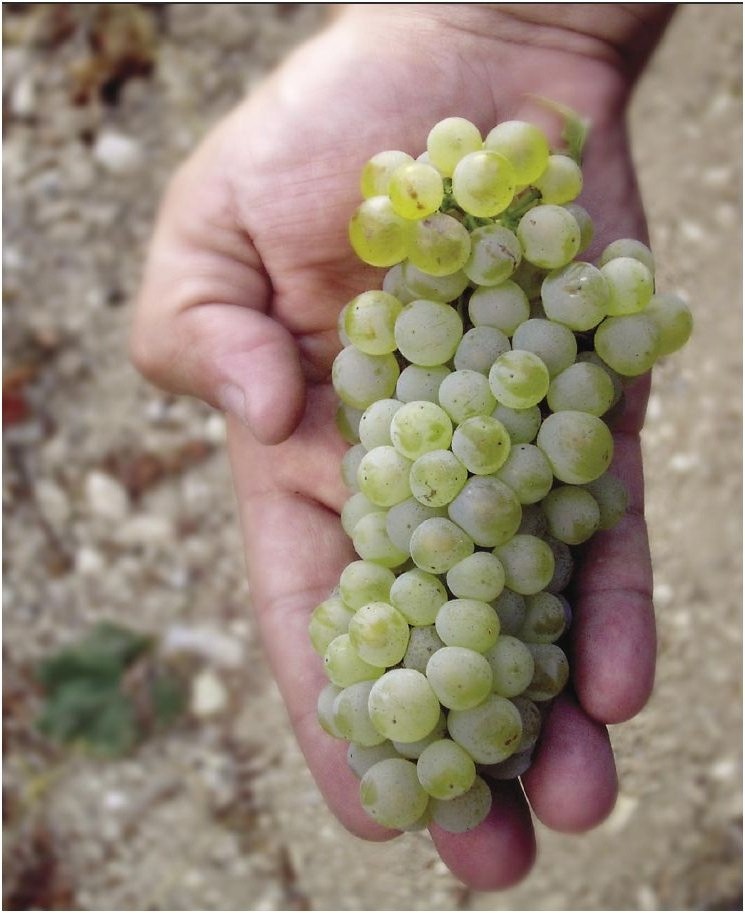 Maltese Chardonnay Bunch Delicata